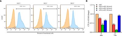 CTLA-4 silencing in dendritic cells loaded with colorectal cancer cell lysate improves autologous T cell responses in vitro